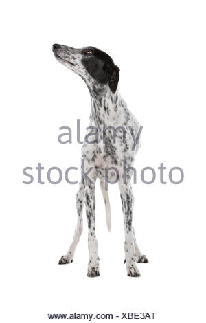 greyhound spots