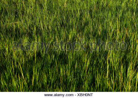 Salt marsh grass Stock Photo 19291575 Alamy