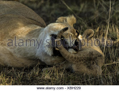 lion (Panthera leo), biting playfully into the tail of its mother Stock ...