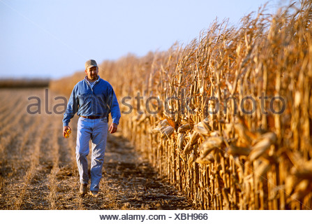 Iowa Corn Harvest A farmer walks through his grain corn field with his son 