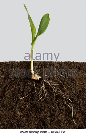 Maize or corn seedling plant showing emerging leaves and root Stock ...