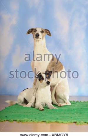 Whippet Canis Lupus F Familiaris Two Whippets Lying Side By