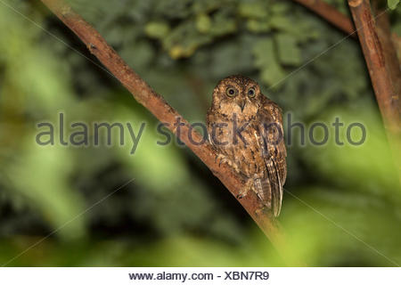Seychelles Bare legged Scops Owl Otus insularis Stock Photo 11178224