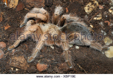 Vogelspinne Grammostola Rosea Stock Photo Alamy