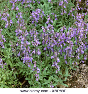 Spanish sage (Salvia lavandulifolia Stock Photo: 27810219 - Alamy