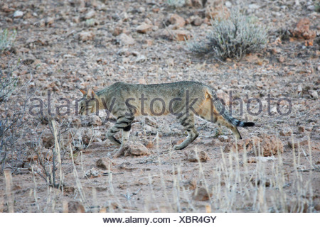 African wildcat (Felis lybica, Felis libyca, Felis silvestris lybica