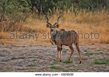 african deer with twisted horns