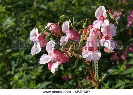 Impatiens glandulifera