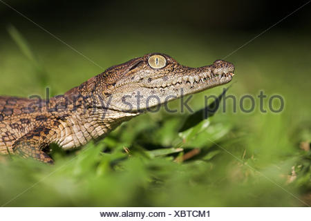 Portrait of a nile crocodile hatchling