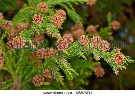 Japanese cedar (Cryptomeria japonica), branch with cones Stock Photo ...