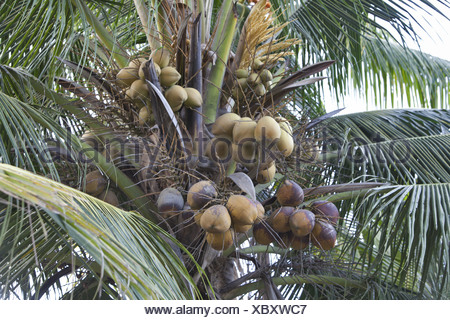 coconut tree with coconut fruit and full bloom of pinnate leaves Stock ...