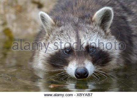 Northern Raccoon (Procyon lotor), adult in water eating Crayfish Stock ...