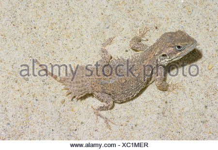 Dwarf Shield Tailed Agama (male) / Xenagama taylori Stock Photo - Alamy