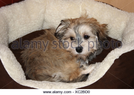 Havanese Puppy 3 Months Old Stock Photo Alamy