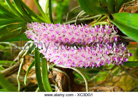 Rhynchostylis retusa" orchid blooming Stock Photo - Alamy