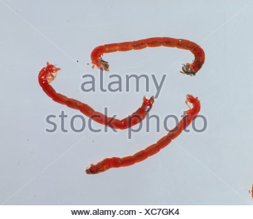 Blood worm Chironomus riparius chironomid midge larvae in water Stock ...