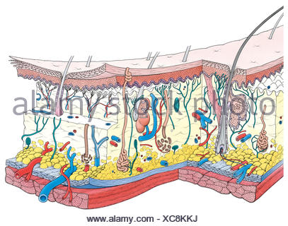 Cross-section of human skin Stock Photo - Alamy