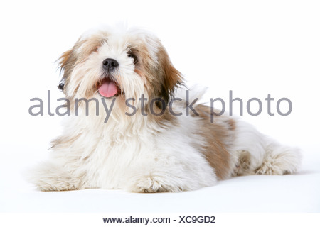 Lhasa Apso Dog Lying Down Stock Photo: 23412138 - Alamy