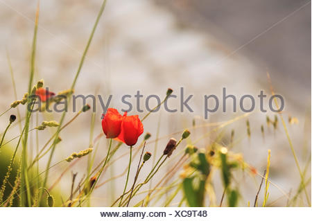 Poppies on the beach