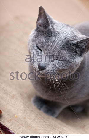 Cat Karthauser Portrait Animal Mammal Cat House Cat Pet