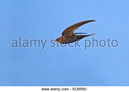 Eurasian swift (Apus apus), in flight, side view, Germany, Baden-Wuerttemberg