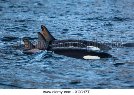 North Atlantic Killer Whale (Orcinus orca) adult, swimming at Stock Photo: 80408366 - Alamy