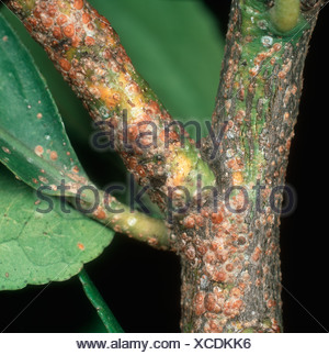 California red citrus scale Aonidiella aurantii infestation on orange ...