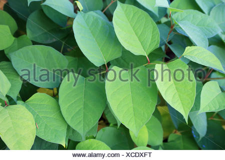 Japanese knotweed, reynoutria japonica