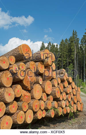Holzwirtschaft in Deutschland