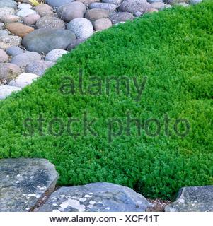 Chamomile Chamaemelum nobile Treneague Stock Photo: 14934095 - Alamy