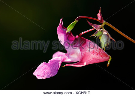 Himalayan Balsam (Impatiens glandulifera), blossom, side view