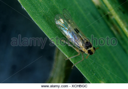 Bộ sưu tập Côn trùng - Page 10 Small-brown-planthopper-laodelphax-striatellus-winged-adult-on-rice-xchbgc