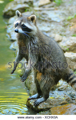 Raccoon (Procyon lotor) standing on hind legs at riverside ...