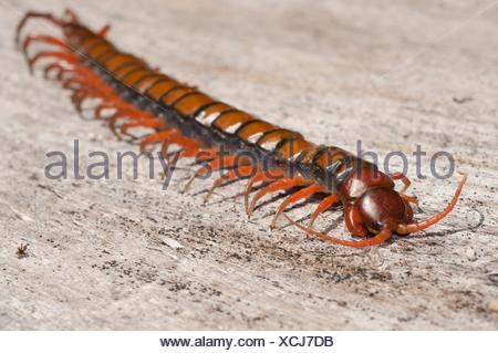 Chinese Red Head, Giant Centipede, Jungle Centipede, Orange Legged ...