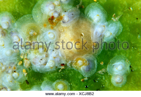 Yellow scale insect Aonidiella citrina on lemon fruit Stock Photo - Alamy