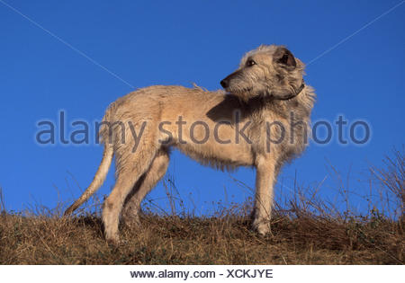 Stehender Irischer Wolfshund Standing Irish Wolfhound Stock