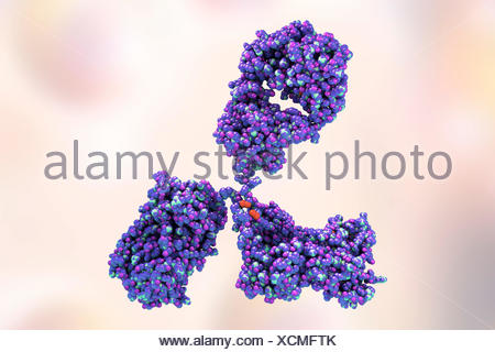 3D structure of antibody Stock Photo: 76772366 - Alamy