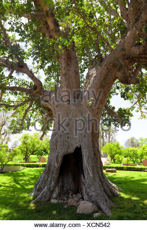 Ancient Sycamore tree in Jericho, Israel Stock Photo: 62658129 - Alamy