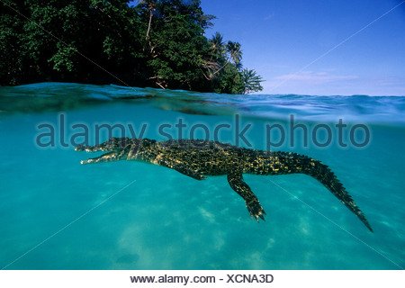 Saltwater crocodile, Kimbe Bay, West New Britain, Papua New Guinea