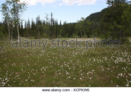 Tundra, Common Cottongrass (Eriophorum angustifolium), Norway, Europe
