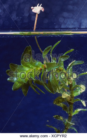 Canadian Waterweed (Elodea canadensis) blooming, common lake plant ...