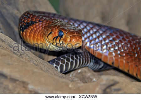 Mussurana Snake (Clelia) Yucatan Mexico Stock Photo 79748081 Alamy