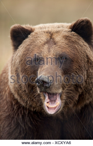 Bear Grizzly Brown Face Close-up Eyes Ears Nose Stock Photo - Alamy