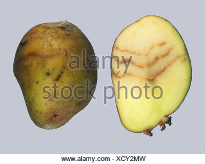 Potato mop top virus PMTV secondary symptoms cracking on potato Stock ...