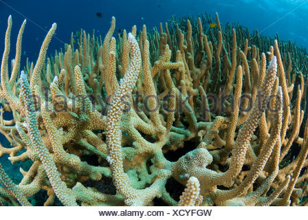 Staghorn corals (Acropora cervicornis). Indo-pacific Stock Photo ...