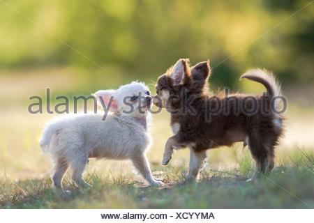 Two Chihuahua Puppies Standing Stock Photo 280738179 Alamy