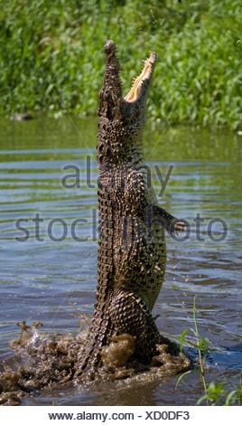 The Cuban crocodile jumps out of the water. A rare photograph. Cuba ...