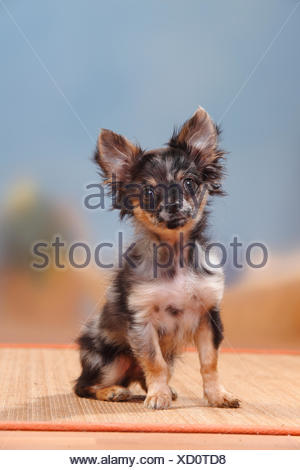 Young Longhaired Chihuahua Stock Photo 280509235 Alamy