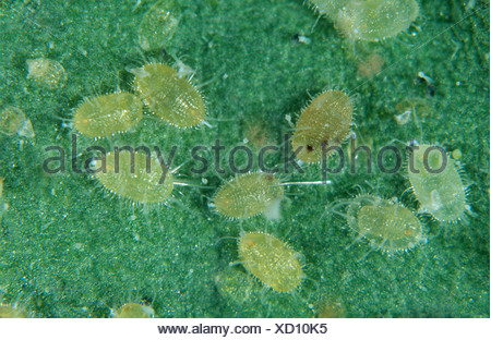 Glasshouse whitefly scales & pupae parasitised by parasitoid wasp Stock ...