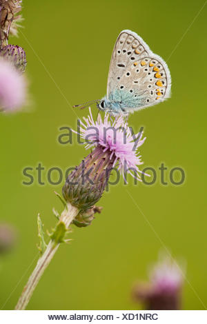 common blue (Polyommatus icarus), at boar thistle, Germany, Thueringen